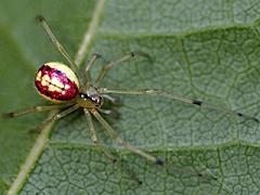 Cobweb Spider